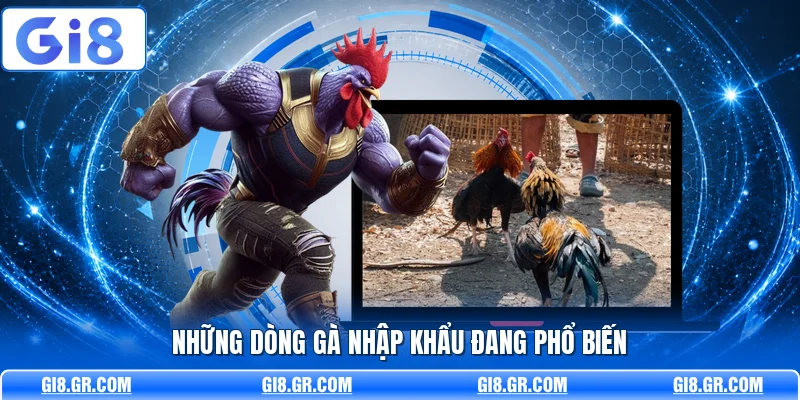 Giống Gà Đá Mạnh GI8 - Phân Tích Dòng Gà Chuẩn Nhất Những dòng gà nhập khẩu đang phổ biến